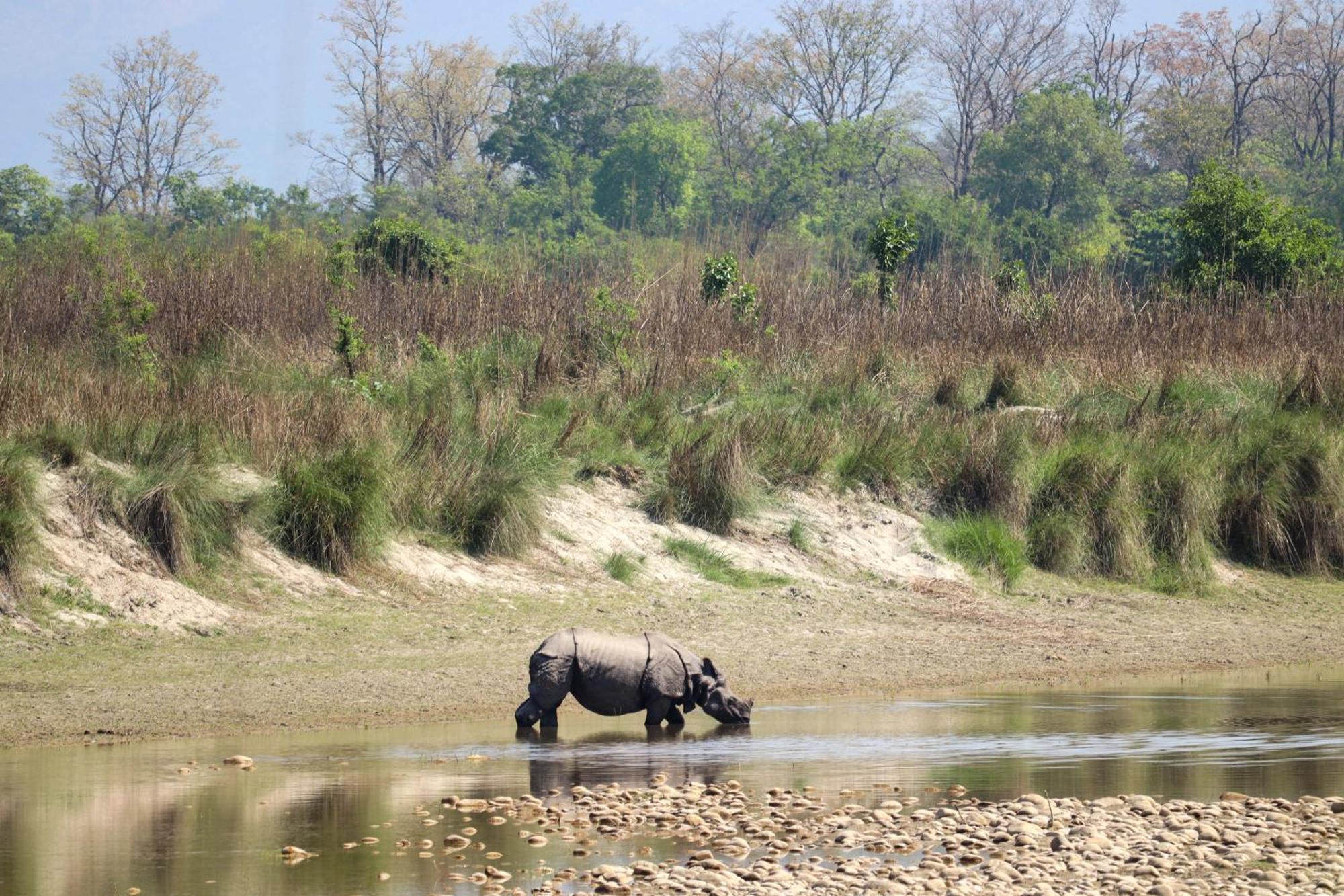 Forest Hideaway Resort Pvt Ltd Bardiya Eksteriør billede