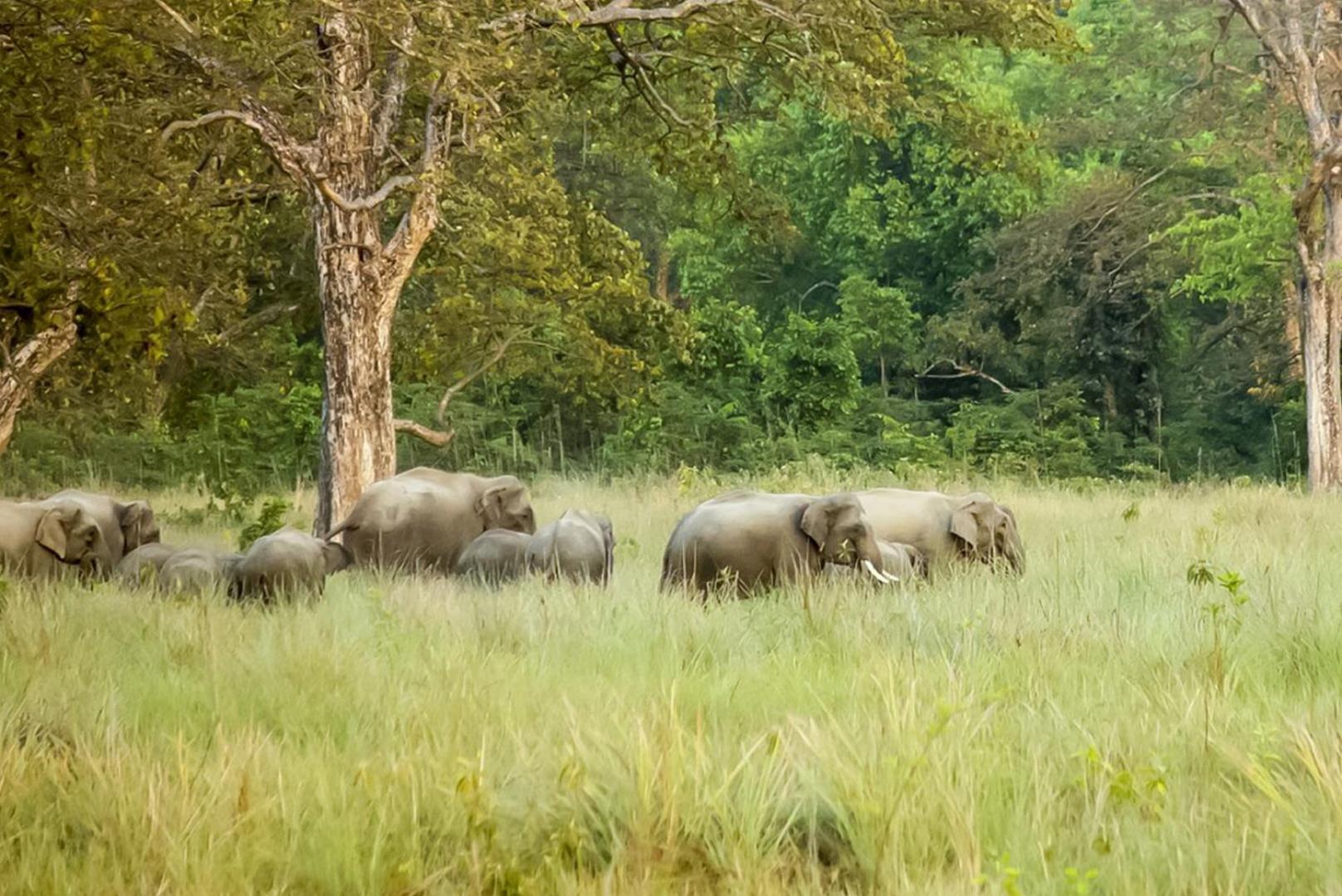 Forest Hideaway Resort Pvt Ltd Bardiya Eksteriør billede
