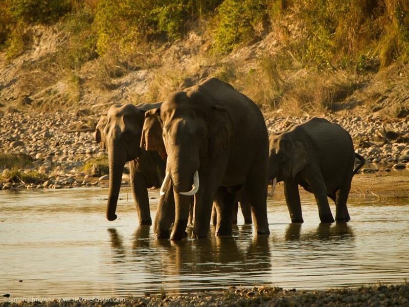 Forest Hideaway Resort Pvt Ltd Bardiya Eksteriør billede